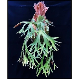 VL800様!メルカリ便!P.willinckii OMG spore 2406 willinckii - 優惠推薦- 2025年9月| 蝦皮購物台灣