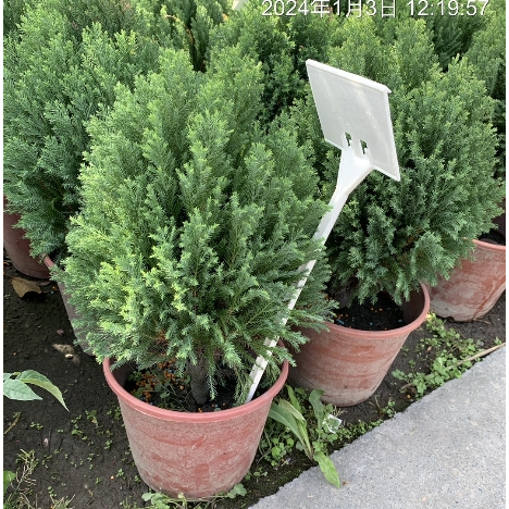 一禪種苗園-壽命可達200年以上 觀葉植物-5吋盆/葉子比較不刺/綠化造林樹種/店長推薦 | 蝦皮購物