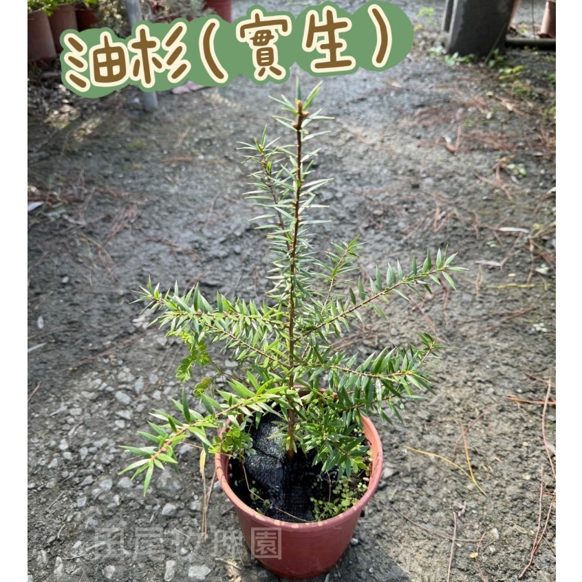 田尾玫瑰園 l 【實生苗】臺灣油杉、牛尾松、德氏油杉【5吋盆 高度約30cm】樹型優美 台灣特有種 | 蝦皮購物