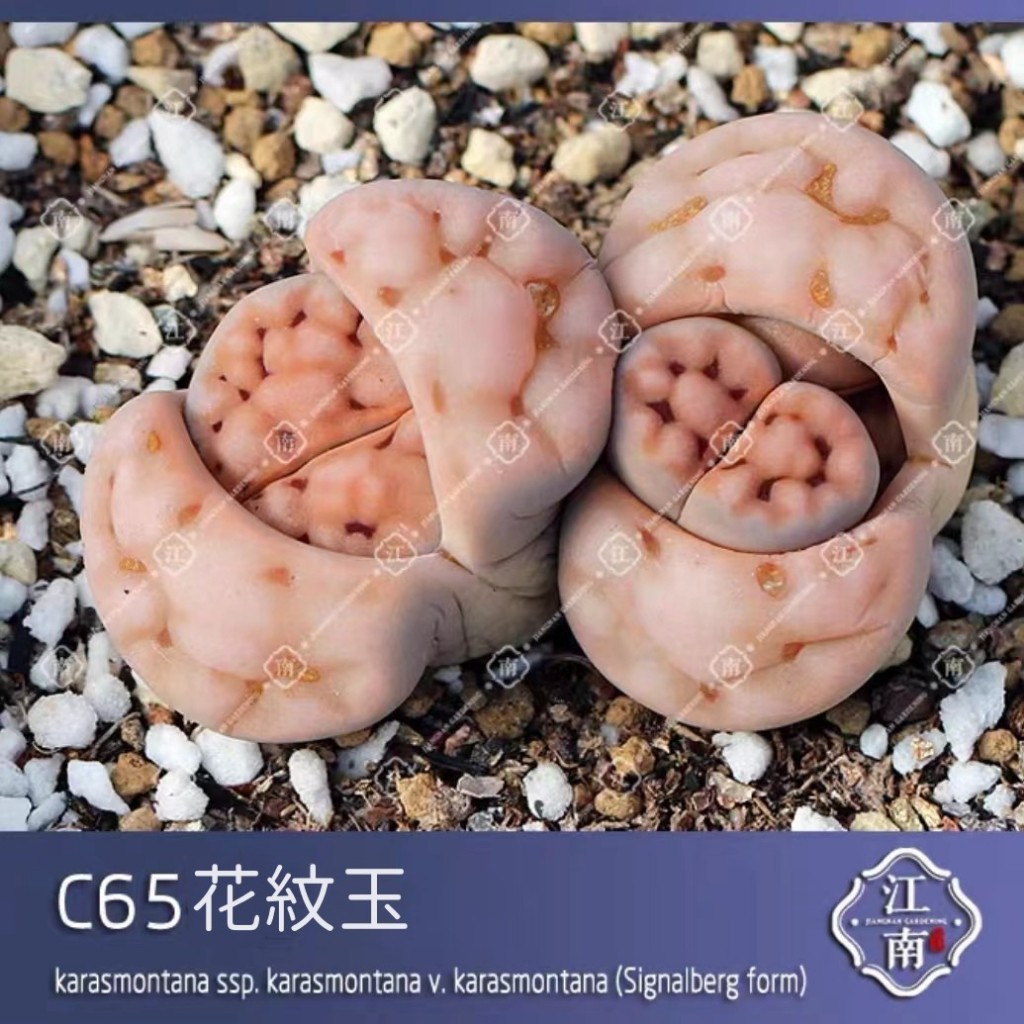 生石花種子花紋玉係花紋美薰玉英留玉朱弦玉琥珀玉多款編號花紋玉種子番