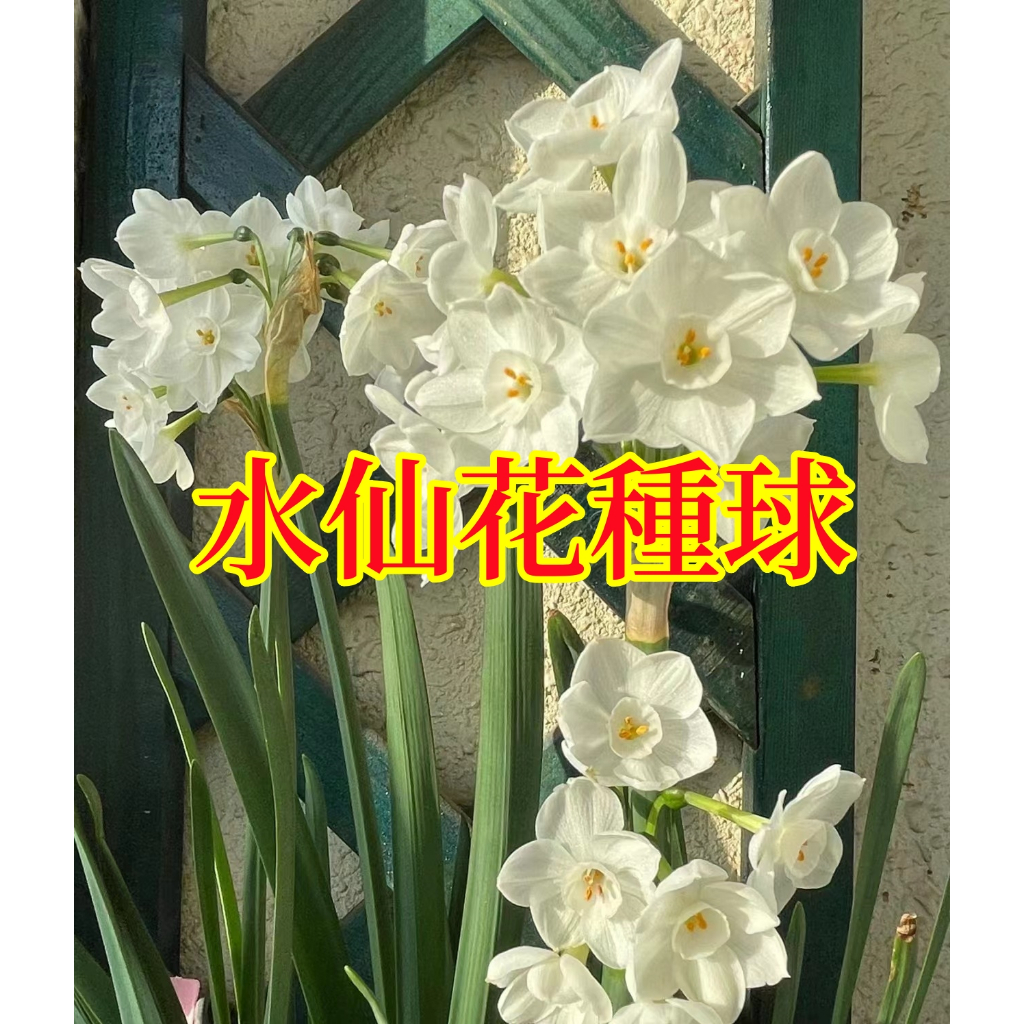 🌱【馥郁】重瓣水仙花種球 洋水仙球根 水培球 顆顆精選 花香濃郁 庭院盆栽觀賞花卉 蝦皮購物