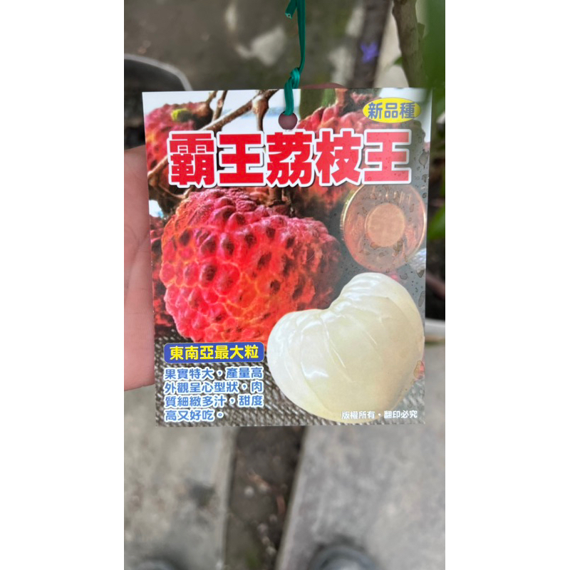 頂耀園藝 霸王荔枝大苗 （目前植株漂亮 | 蝦皮購物