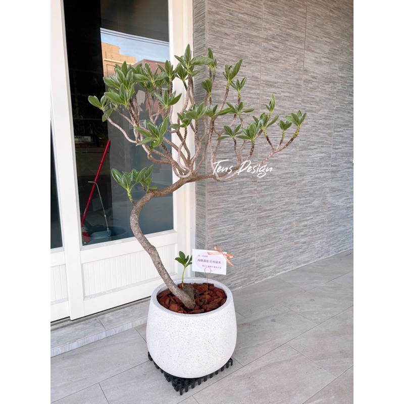 雅風展】 2019→2025 #盆栽 #ミニ盆栽 #bonsai #bonsái #盆栽鉢 #bonsaipot