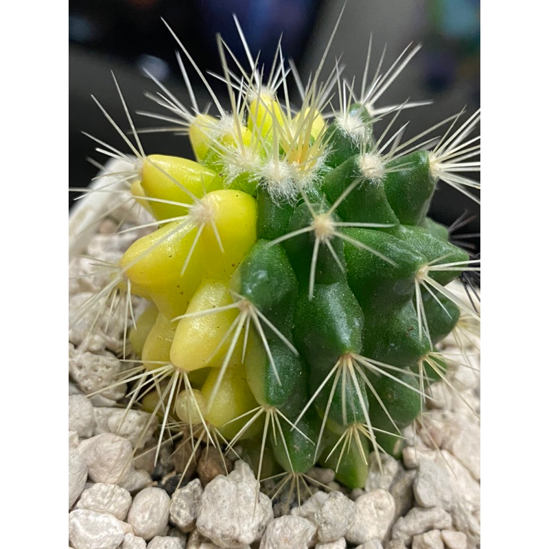 金錿錦 （金琥錦） 金鯱錦 實生仙人掌 4cm | 蝦皮購物