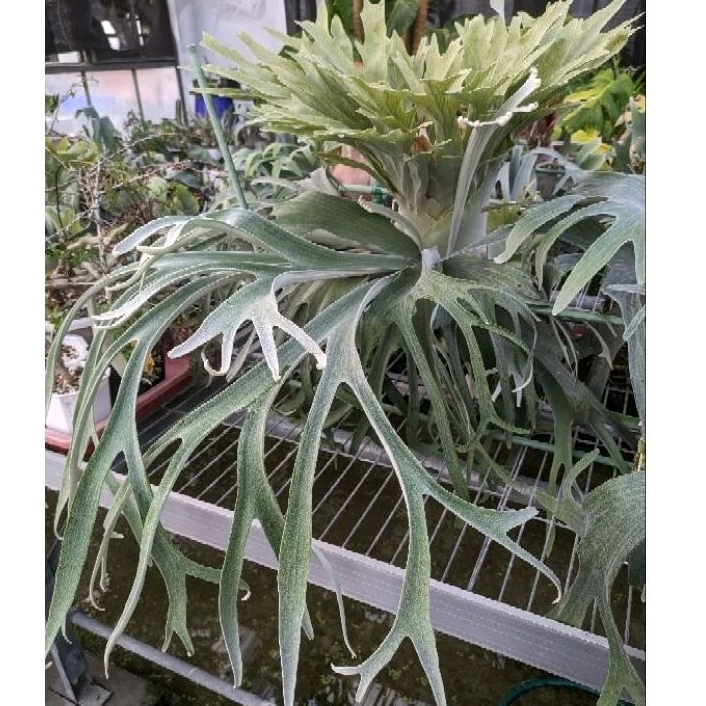 植醉今明》Platycerium 鹿角蕨系列-Unknow Hybrid from Mr.Yot 植醉今明》Platycerium 鹿角蕨系列-Unknow Hybrid from Mr.Yot