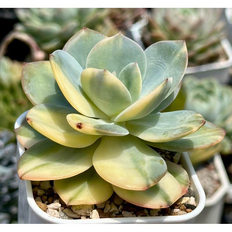 白鳳錦 Echeveria 'Hakuhou' f.variegata 景天科多肉植物