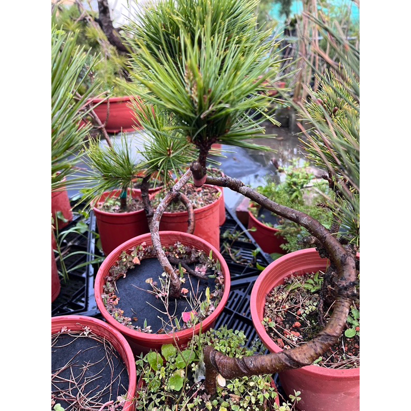 八房五葉松盆栽#雨林植物#園藝#五葉松| 蝦皮購物