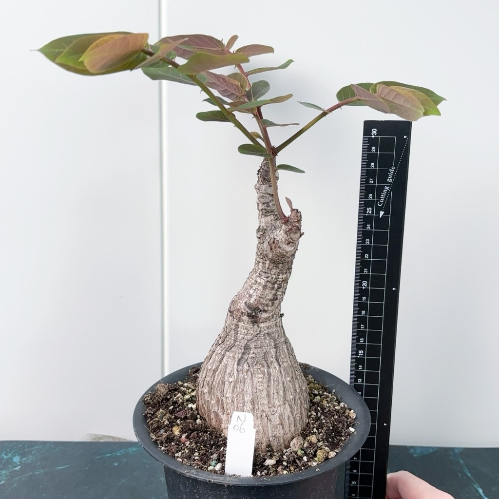 ↠有植感↞ 奇異油柑 一物一拍Phyllanthus mirabilis …
