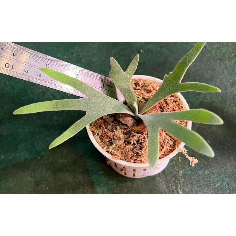 鹿角蕨P.willinckii'Jade Girl' sporeling （侏儒爪哇玉女孢子苗