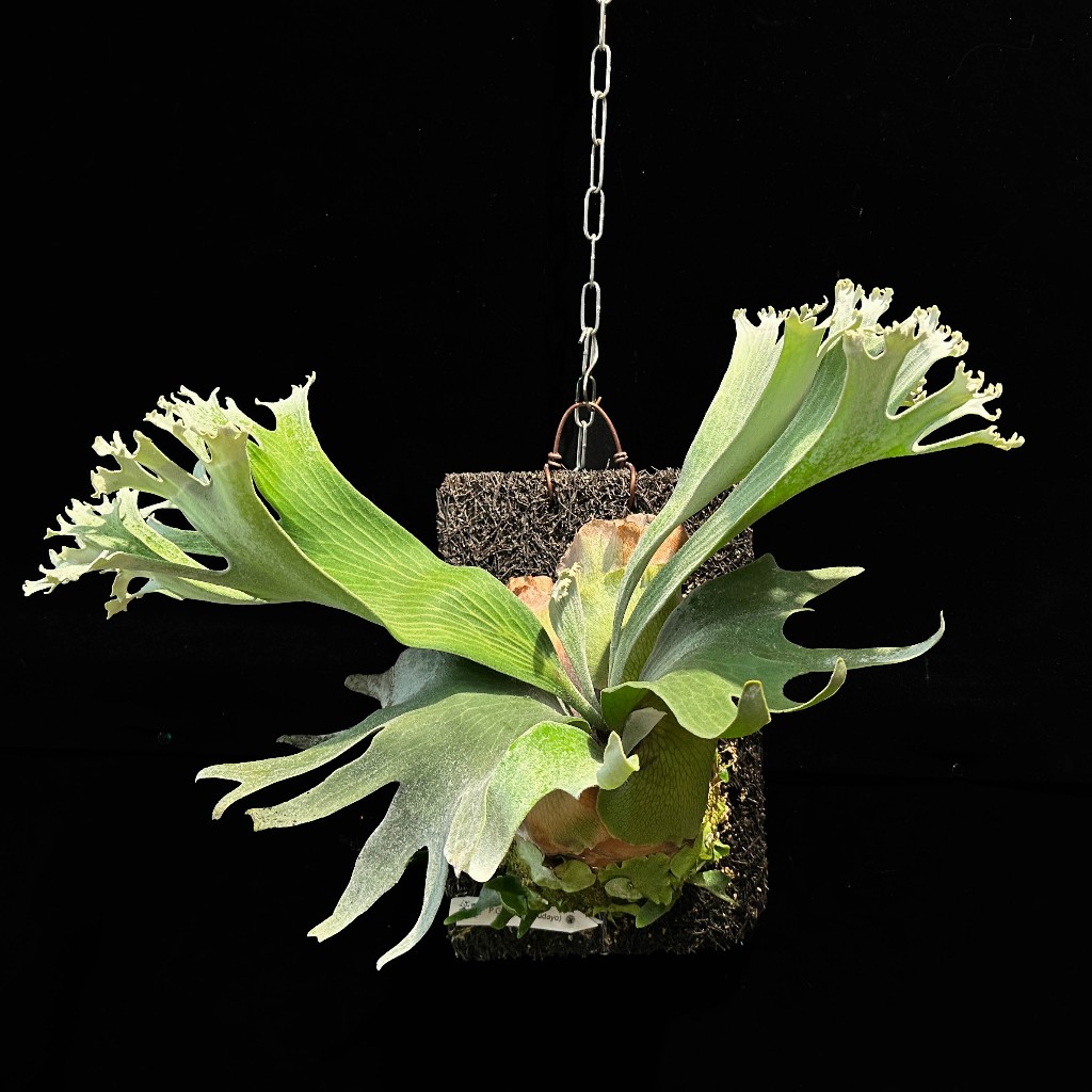 《晴花鹿苑》P.Ginka 銀華鹿角蕨 正側芽 | 蝦皮購物