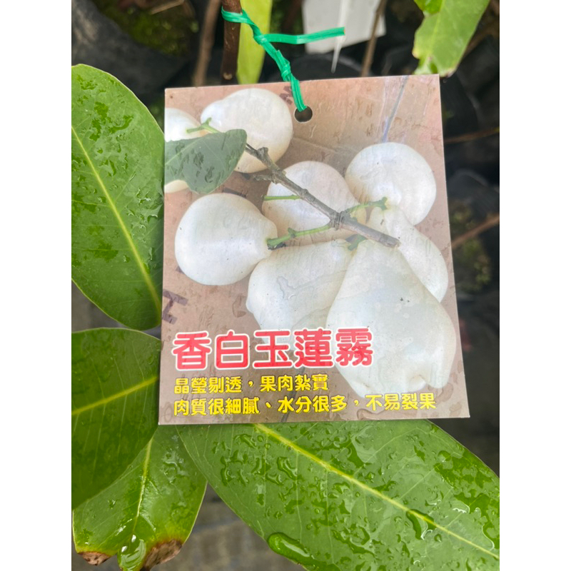☆綠霖園藝☆香白玉蓮霧高壓苗盆觀賞植物/水果樹苗/新興果樹/果苗/嫁接