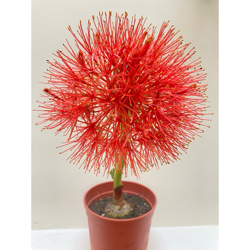 【GH • 綠藝亂流】火球花球莖/血百合 | 蝦皮購物