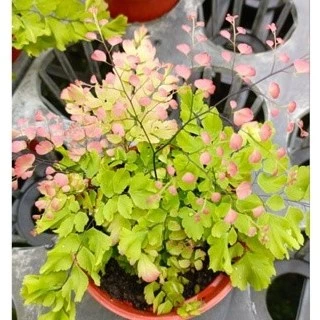 東大興農場 孔雀鐵線蕨 鐵線蕨 秘魯鐵線蕨 缀化鐵線蕨 紅鳳尾蕨 蕾絲蕨 麗莎蕨 3 寸盆 觀葉植物 室內植物
