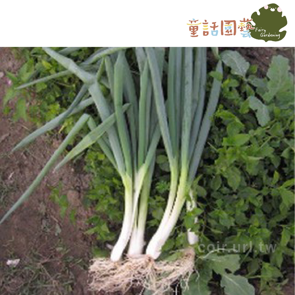 【全館590免運】農友 現貨 北蔥種子(Bunching Onion) 約200粒 小蔥、細香蔥、香蔥種子 | 蝦皮購物