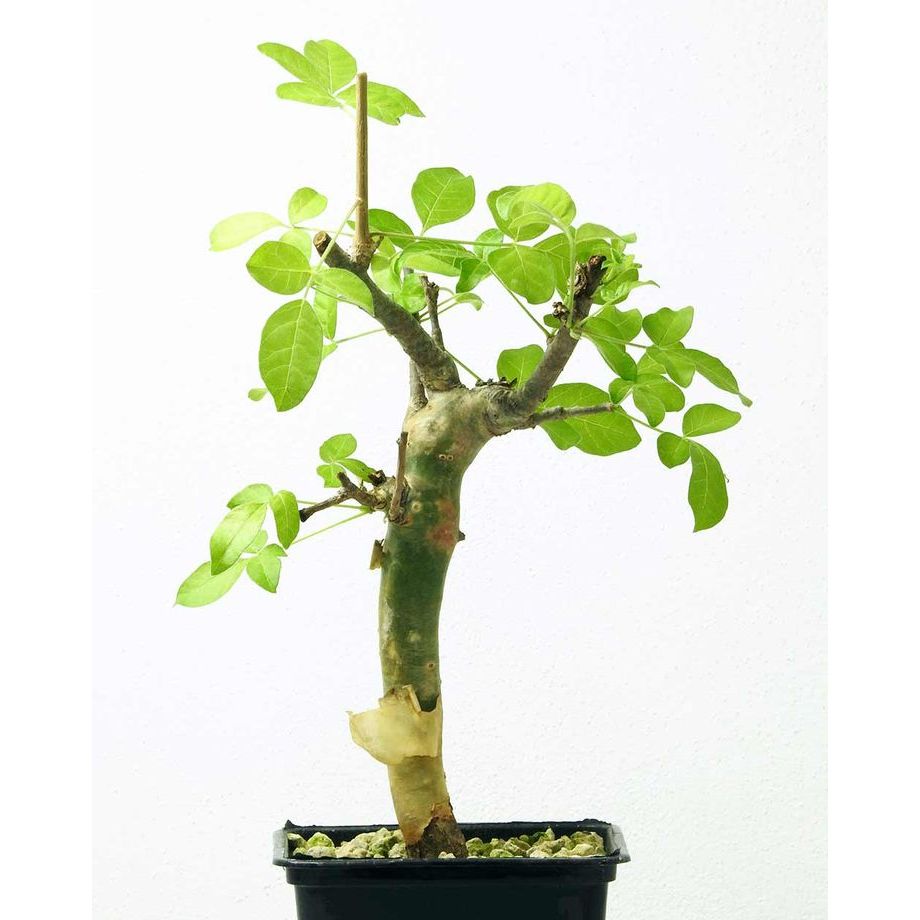 台北塊根｜Commiphora gileadensis 聖藥/基列沒藥 橄欖 塊根 多肉 | 蝦皮購物