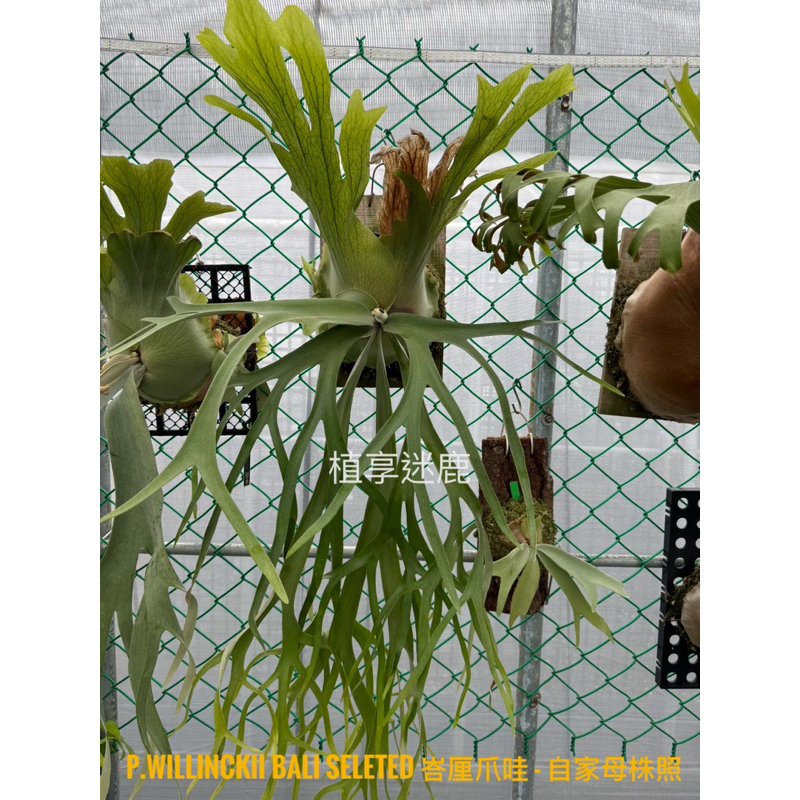植享迷鹿］峇厘爪哇鹿角蕨P. Willinckii cv.Bali Seleted - 穩根側芽