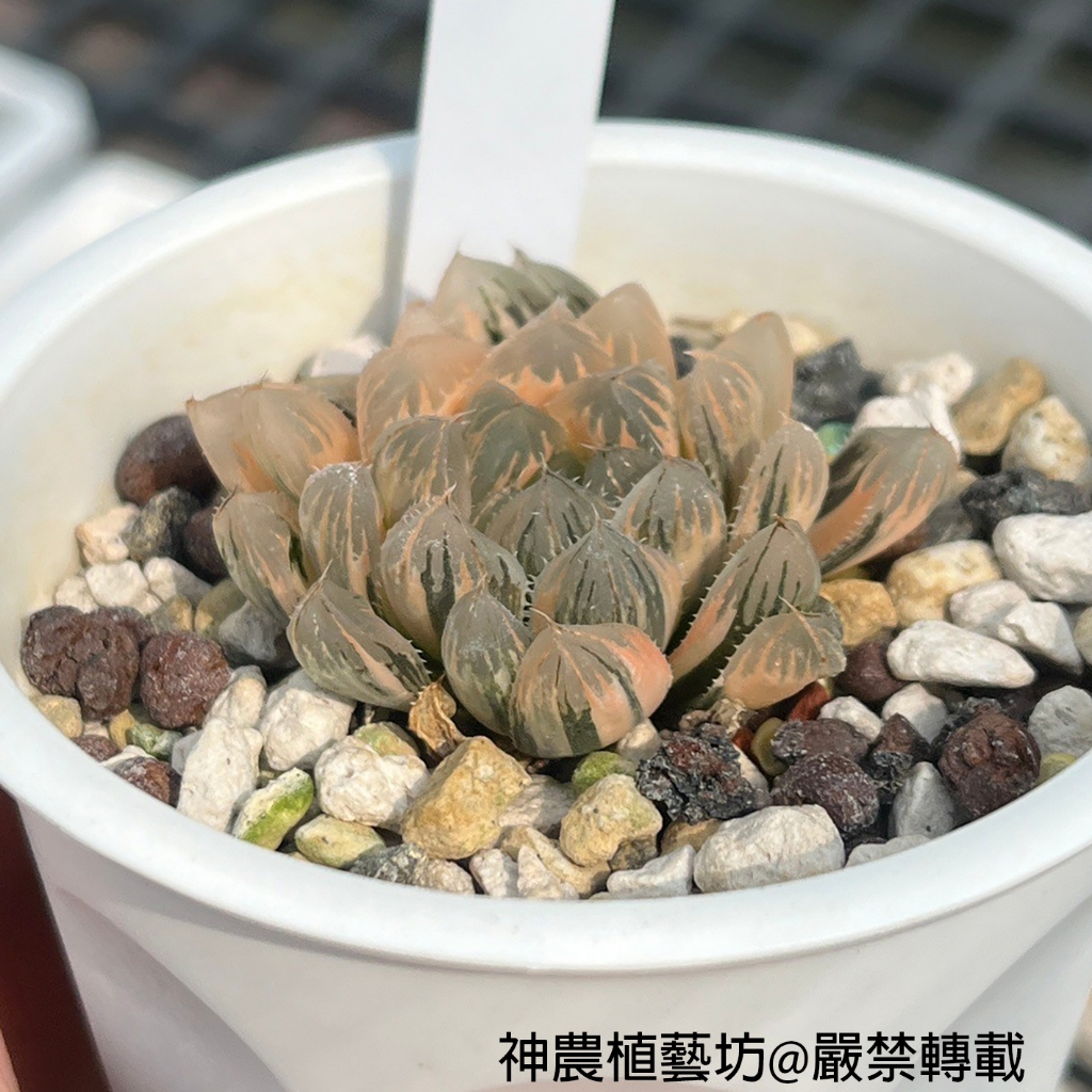 0712實拍 實生 玉露錦 (不大) 多肉植物 阿福花科 百合科 神農植藝坊★ | 蝦皮購物