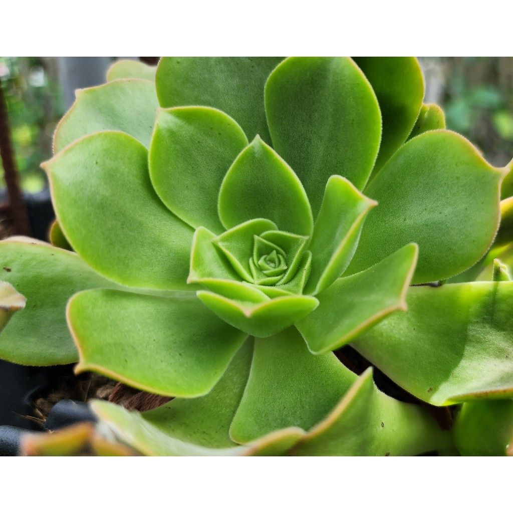 多肉【021503香爐盤法師】現剪~乎你紅莊園~植物營養液~多肉介質~2000品