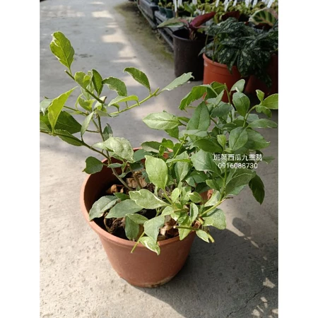 斑葉西瓜 5吋盆