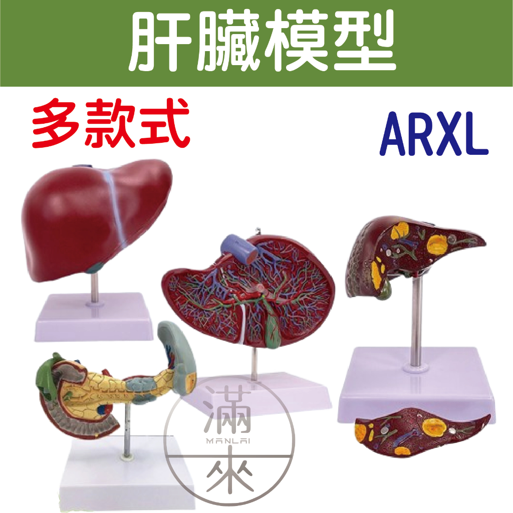 可開發票 肝臟模型 肝臟解剖模型 肝膽胰脾十二指腸模型 病變肝膽胰模型 脂肪肝 肝梗化 肝臟病理模型 客滿來ARXL | 蝦皮購物