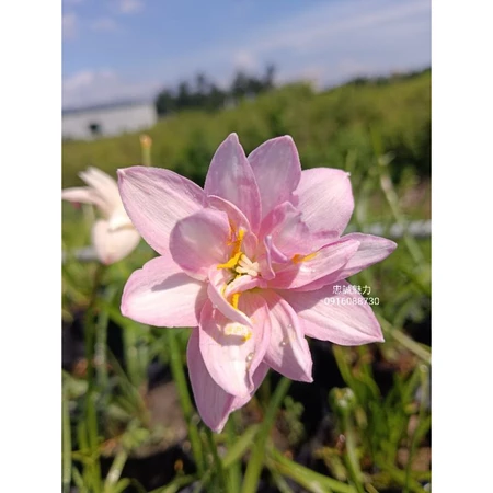 忠誠魅力 頂上花藝