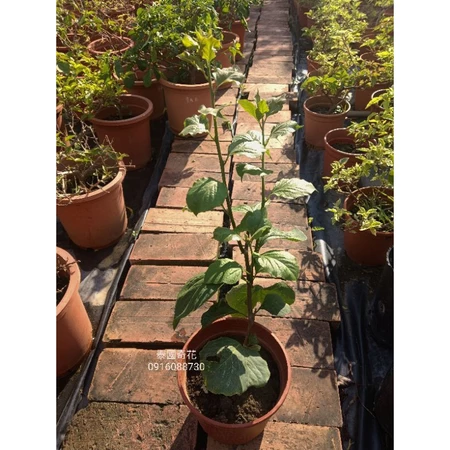 泰國奇花 5吋盆