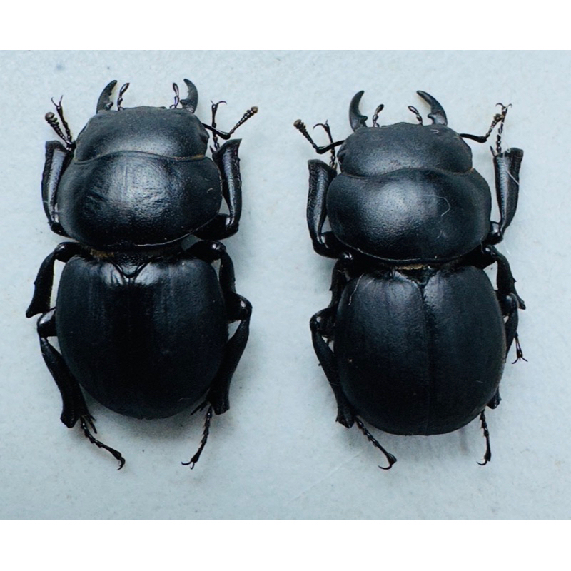 昆蟲標本（死的非活體） Apterocyclus honoluluensis 夏威夷無翅鍬小損