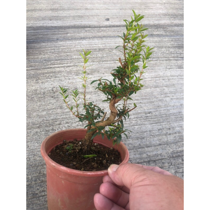 日本銀香梅/銀梅花⋯/～小品精品盆栽，開花植物⋯ | 蝦皮購物