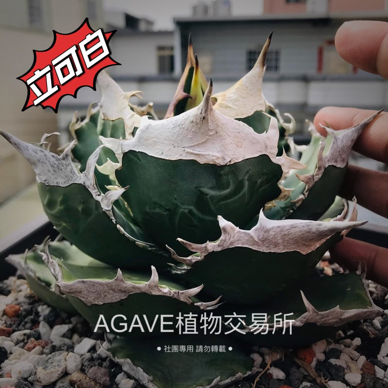 A37SSS特選 アガベAgave 牡丹葉白鯨 極上強棘陽炎狂刺 大甲蓋球形包葉