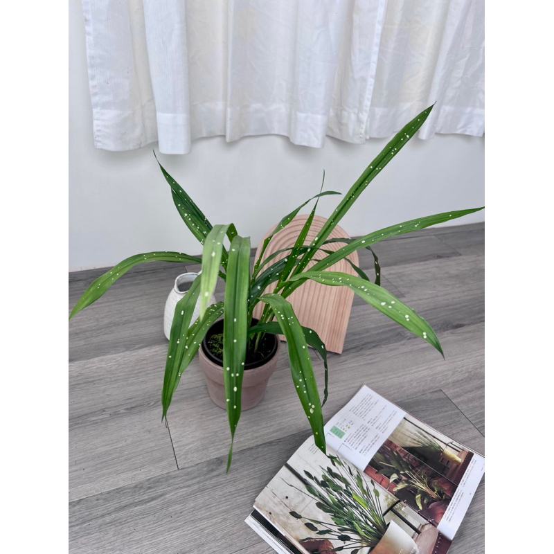 bogenhanf pflanzen Bogenhanf Sansevieria - Sansevieria futura superba