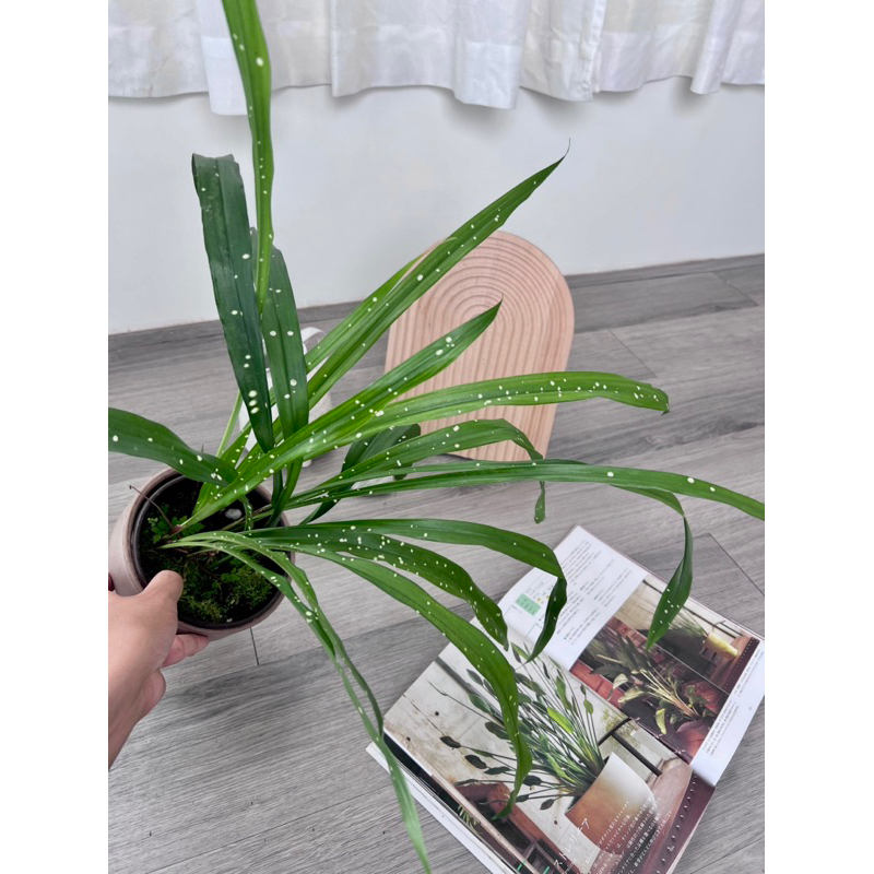Aspidistra yingjiangensis 'Singapore Sling' |