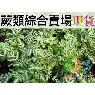 蕨類綜合賣場 腎蕨 兔腳蕨 鈕扣蕨 鐵線蕨 綴化連珠蕨 鳳尾蕨 波斯頓蕨 心葉蕨 美人蕨 瑪莉莎蕨 蕾絲蕨 澎澎蕨 植物