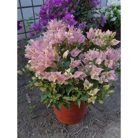 國際粉絲 7吋盆