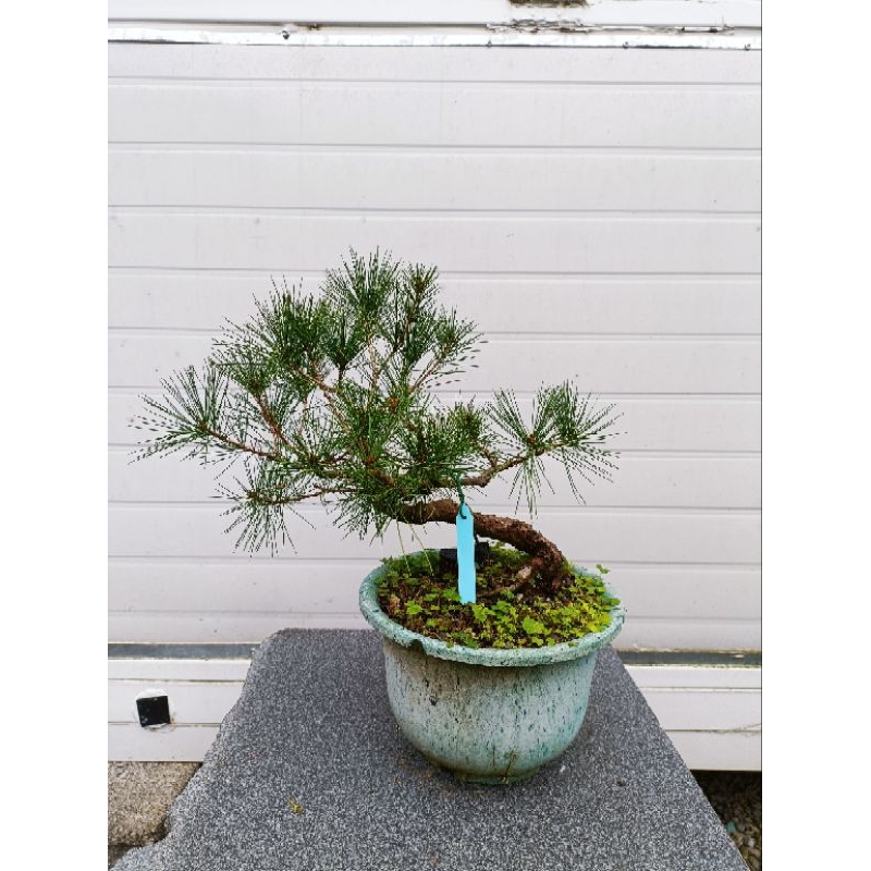 五葉松盆景/裸根中小盆栽/已售出| 蝦皮購物