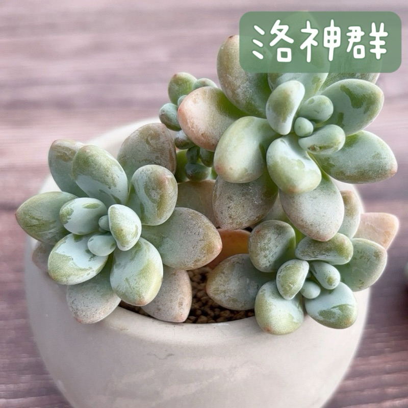 洛神 大群 多肉植物 ruruplant-store_taniku69438156