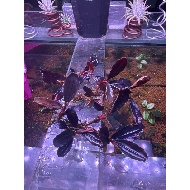 bucephalandra - 優惠推薦- 2024年3月| 蝦皮購物台灣