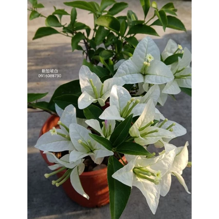 新加坡白 5吋盆