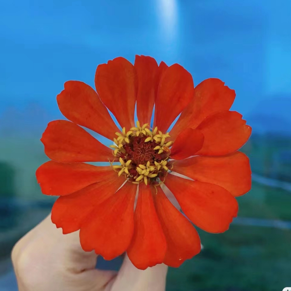 💯正品【格桑花種子】波斯菊種籽花卉種子花海種子四季種植四季