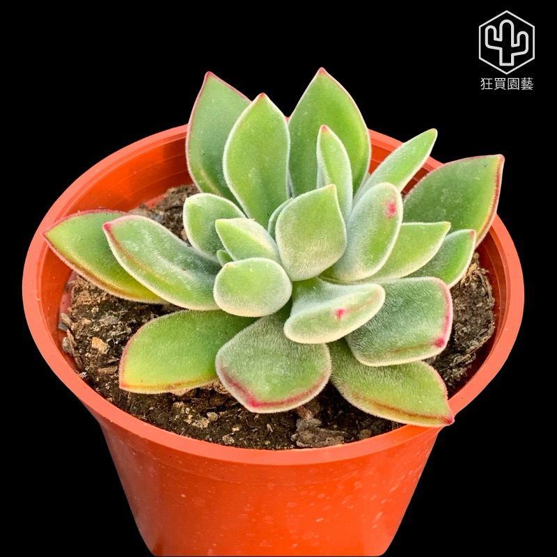 狂買園藝] 多肉植物紅輝壽（錦晃星） 3寸盆/小品盆栽/仙人掌/送禮小物