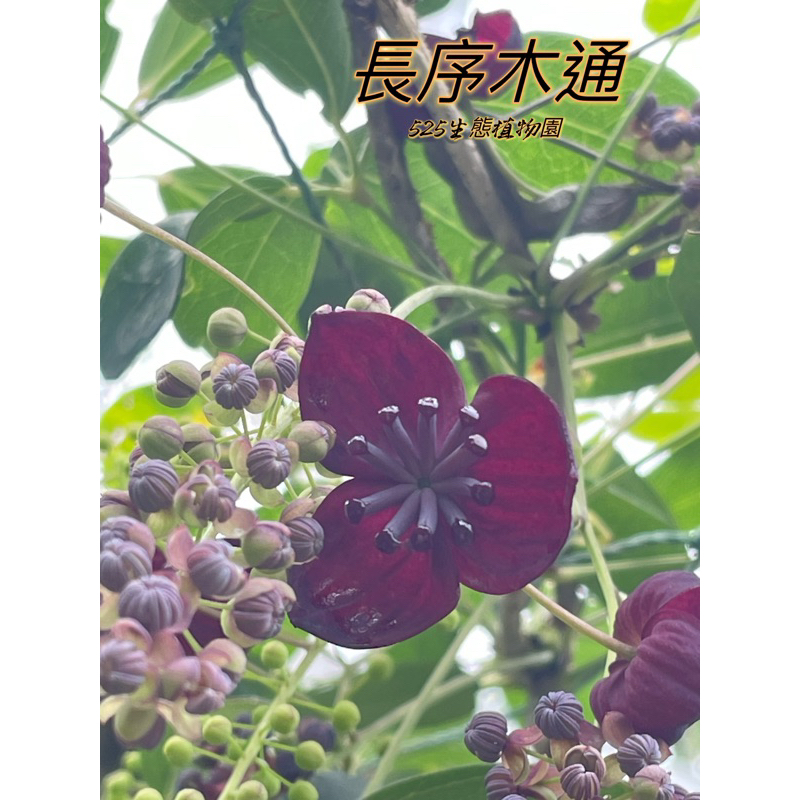 『525生態植物園』長序木通 （台灣木通，客家話稱果為牛哈卵）原生植物，圍籬或棚架遮蔭植物，果可食用或藥用植物 | 蝦皮購物