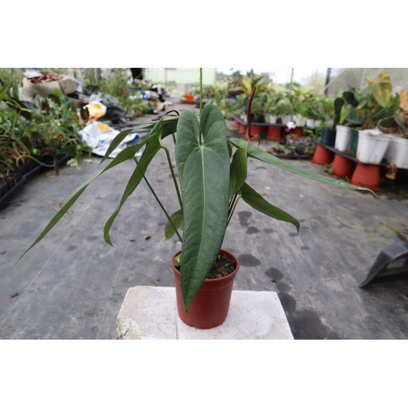 Anthurium verapazense 5|