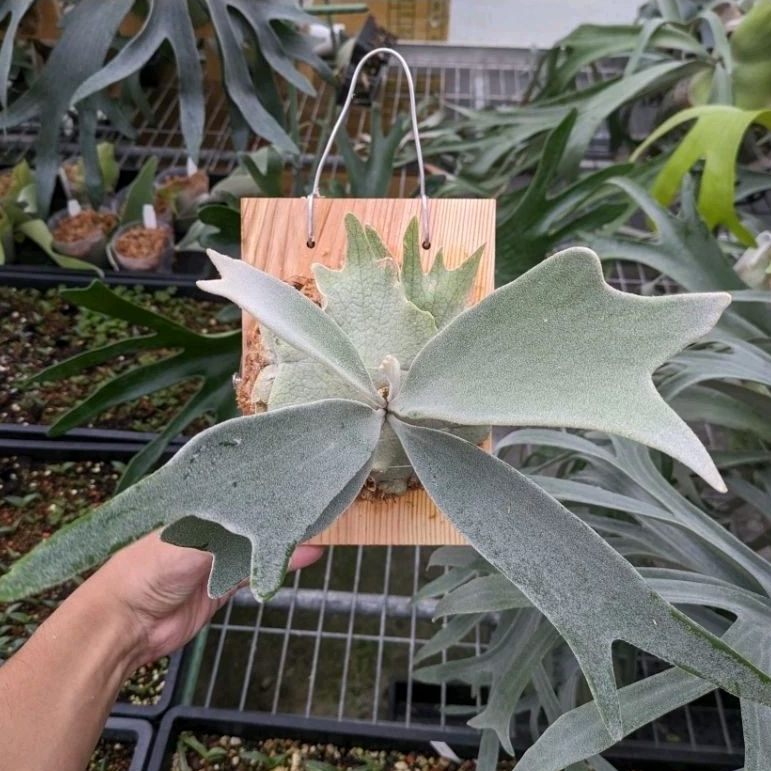銀鹿 植醉今明》Platycerium 鹿角蕨系列-銀鹿veitchii Silver | 蝦皮購物