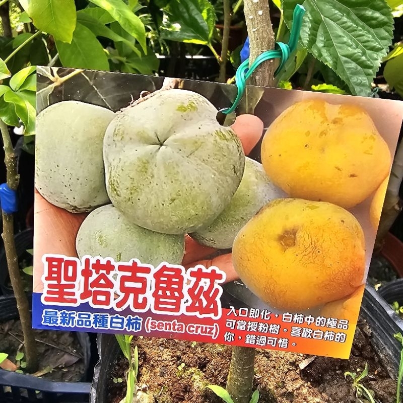 ☆麻絲園種苗☆ 新興果樹/聖塔克魯茲白柿 | 蝦皮購物