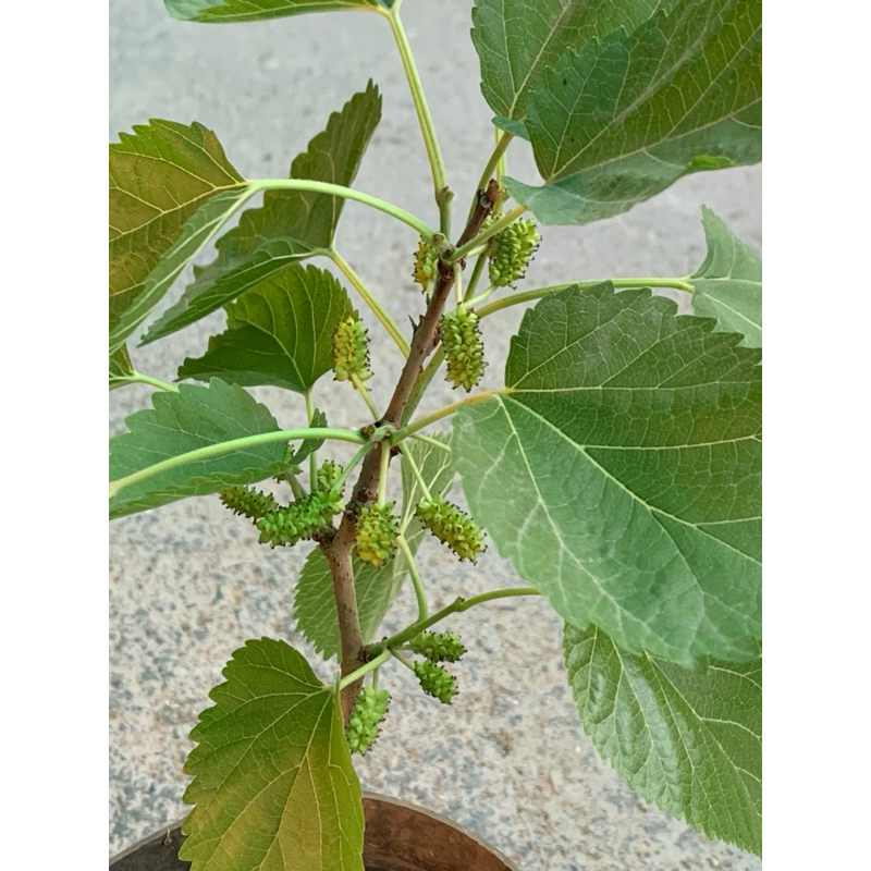 🌸植plant & flower ~ 白玉王果桑 | 蝦皮購物