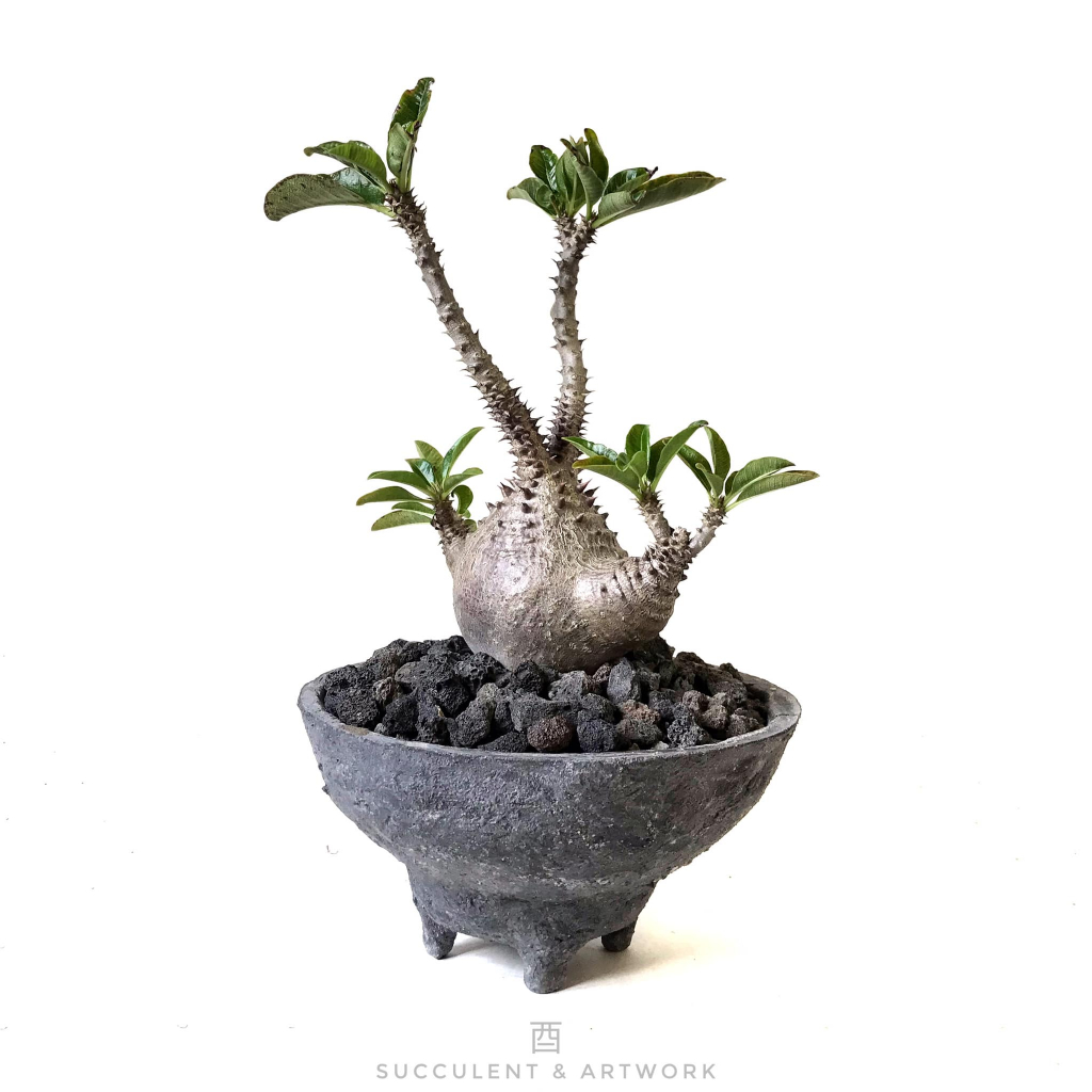 Pachypodium windsorii 種子 100個と50個 酉5PM】溫莎瓶幹｜種子｜Pachypodium windsorii_s&s | 蝦皮購物