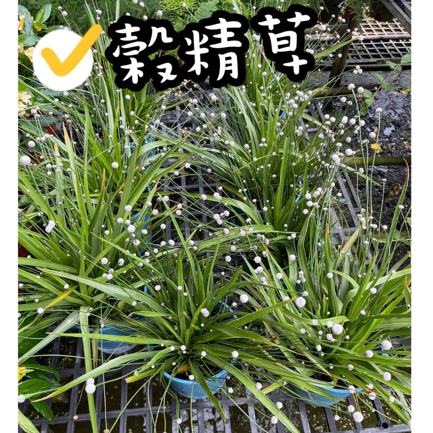 田尾玫瑰園 l 榖精草、穀精珠、珍珠草【5吋盆】多盆種植看上好像螢火蟲般 觀賞植物 數量極少 (植物眾多歡迎詢問) | 蝦皮購物
