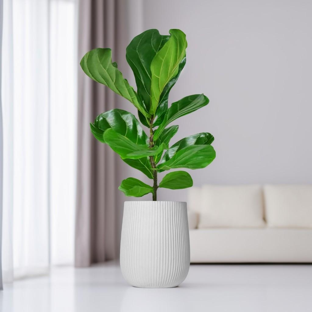 琴葉榕 水泥落地盆栽 大盆栽 直條湛白圓盆 盆栽禮 北歐極簡 植栽 辦公室裝飾 蝦皮購物