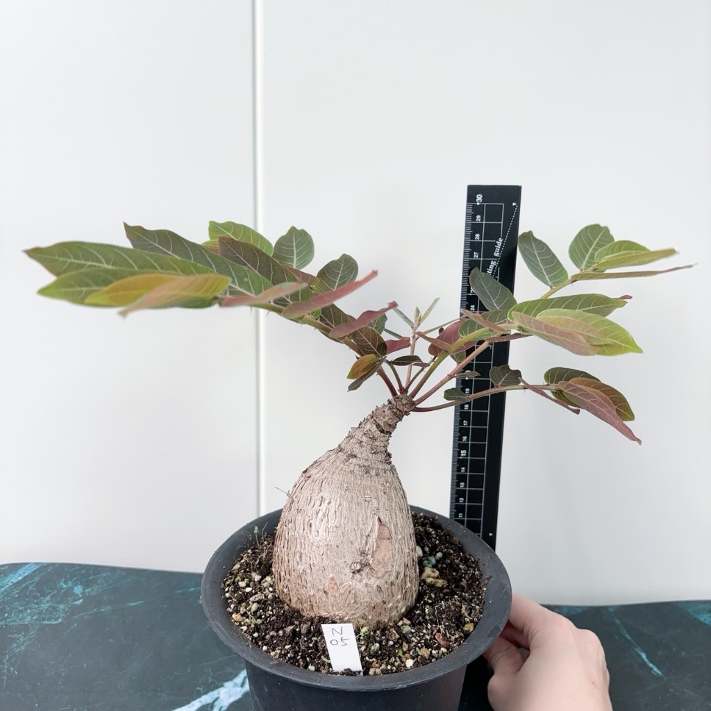 ↠有植感↞ 奇異油柑 一物一拍Phyllanthus mirabilis …