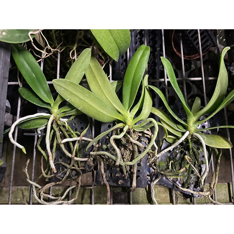 芃程蘭舍】Phal. japonica 名護蝴蝶蘭板植成株| 蝦皮購物