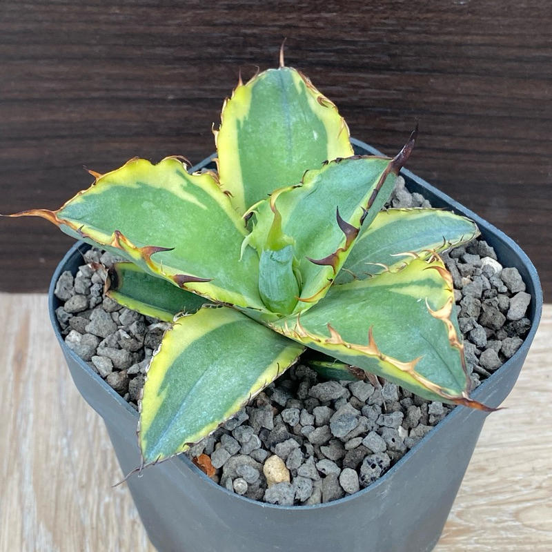 籃球覆輪嚴龍龍舌蘭AGAVE 嚴龍《療癒、舒壓》#塊根#大戟#棒槌